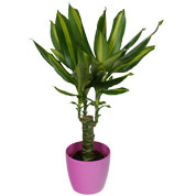 Dracaena Massangeana + Cachep Rosa